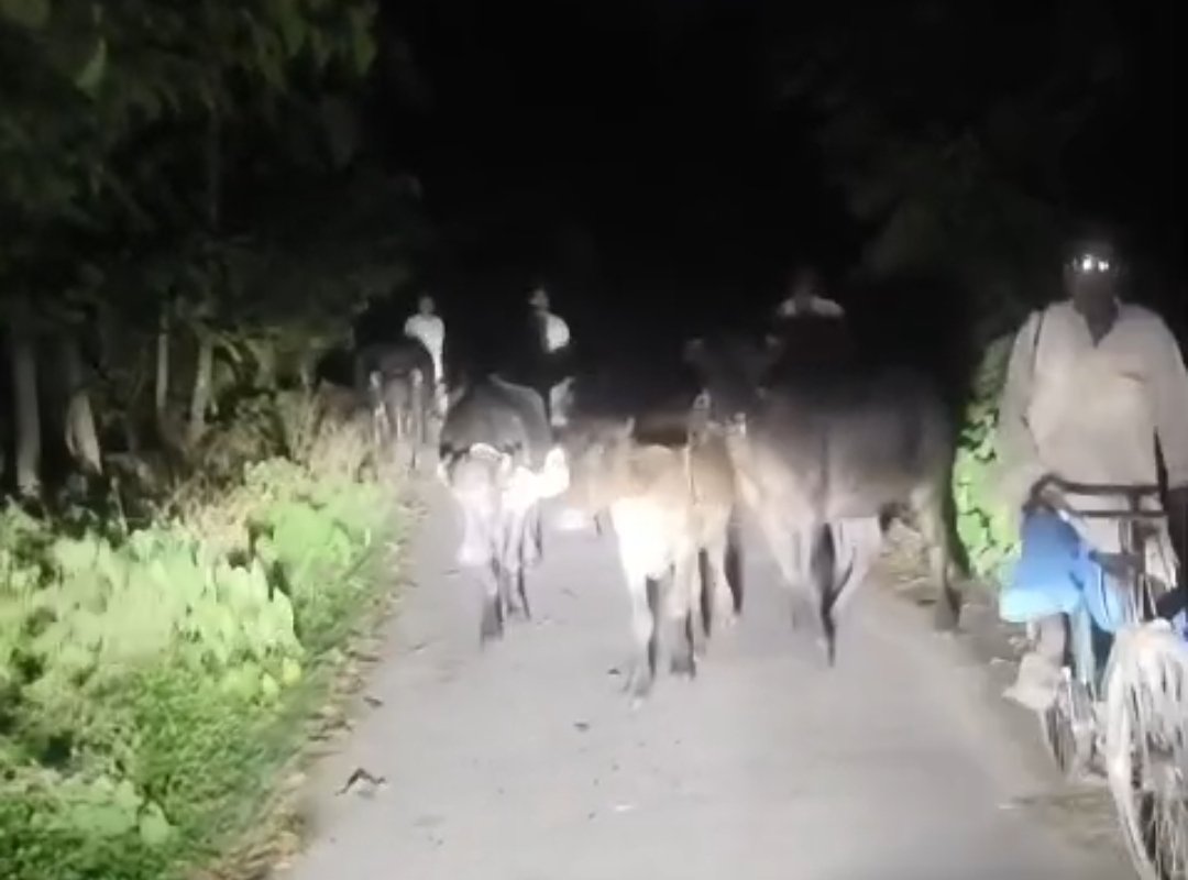 भारत-नेपाल सीमा पर पशु तस्करी का वीडियो वायरल, मचा हड़कंप